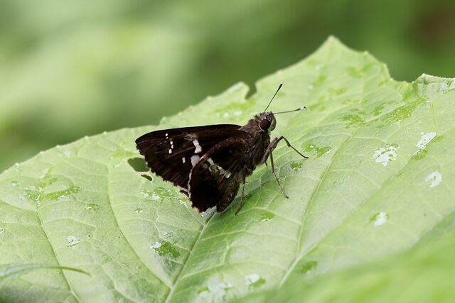 Hyarotis adrastus praba