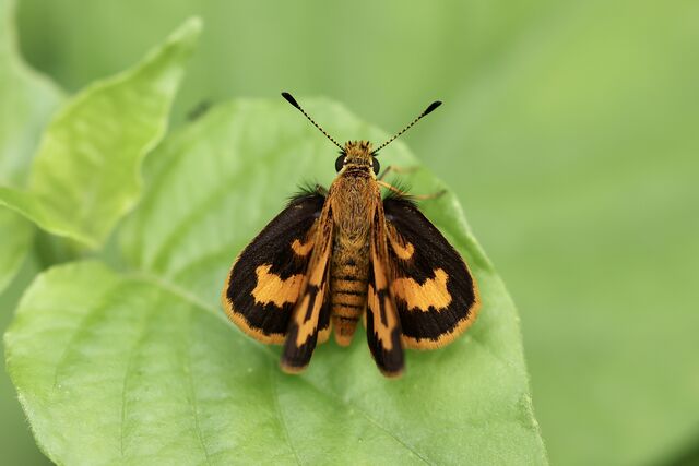 Taractrocera archias quinta