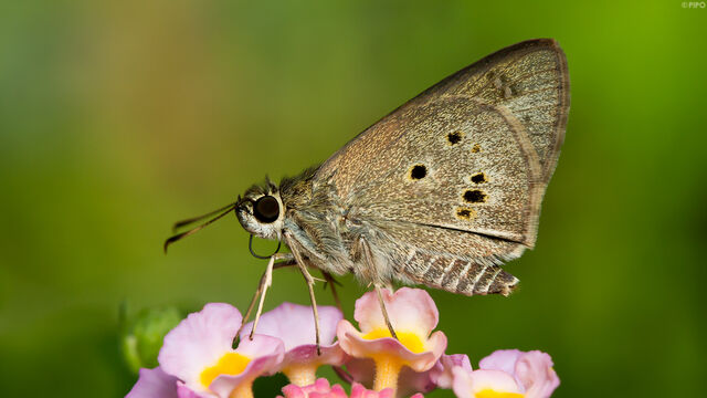 Suastus gremius gremius