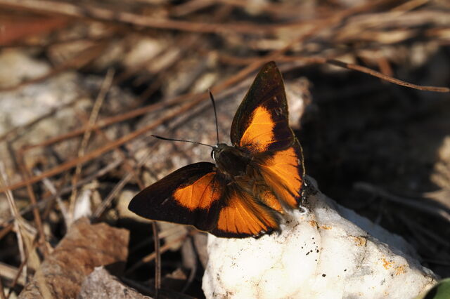 Deudorix hypargyria hypargyria