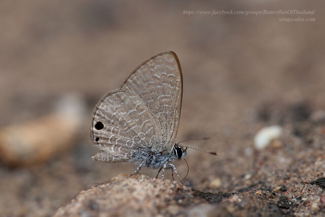 Prosotas noreia hampsoni