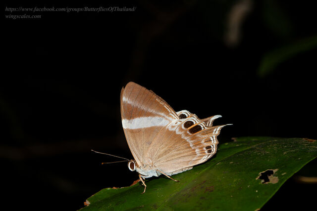 Archigenes neophron gratius