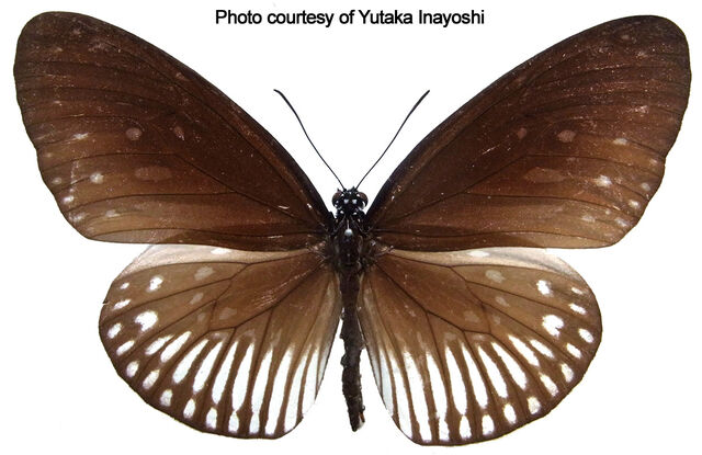 Euploea eyndhovii ikarii