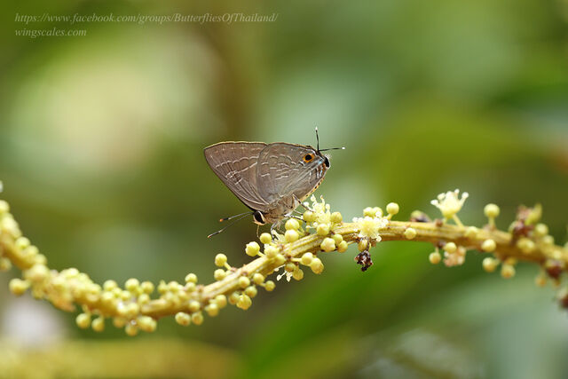 Deudorix epijarbas epijarbas