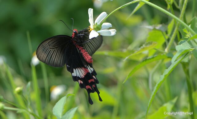 Byasa adamsoni adamsoni