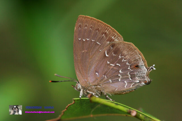 Zinaspa todara karennia