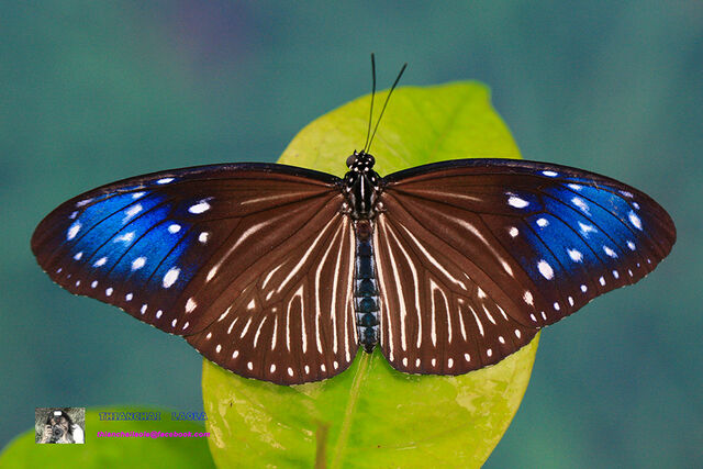 Euploea mulciber mulciber