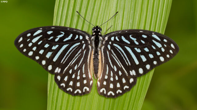 Graphium megarus megapenthes