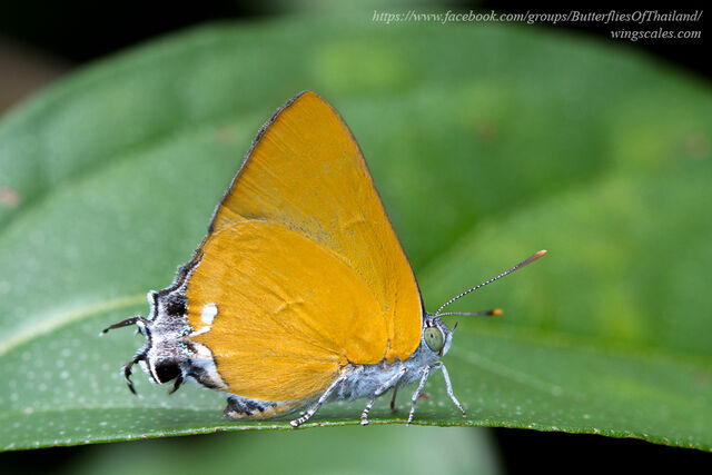 Pseudotajuria donatana ssp.