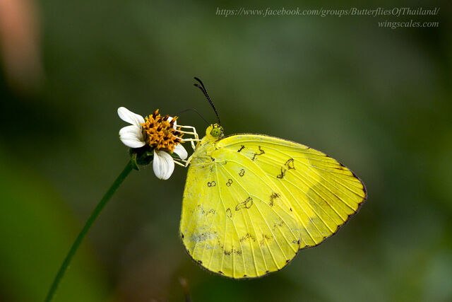 Eurema simulatrix sarinoides