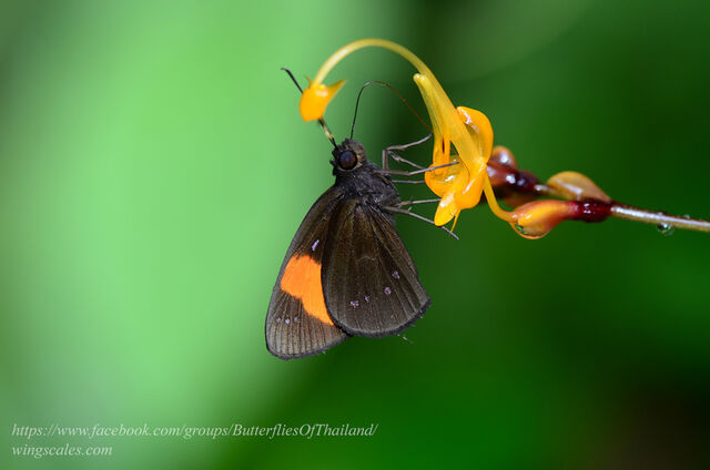 Kerana gemmifer gemmifer