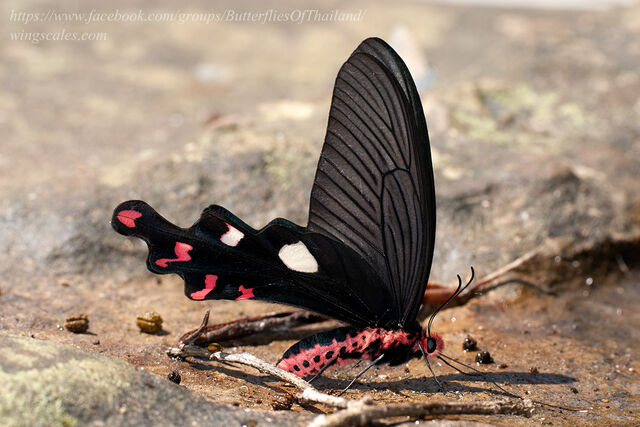 Byasa dasarada barata