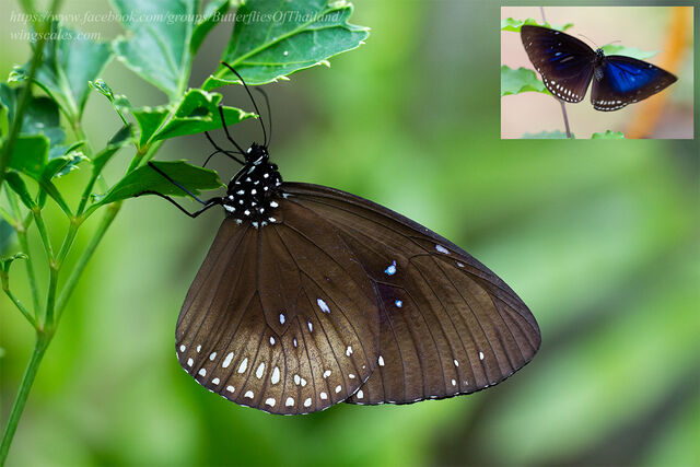 Euploea midamus chloe