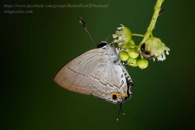 Sinthusa nasaka amba