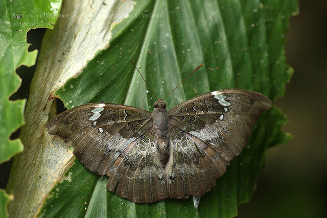 Euthalia anosia anosia