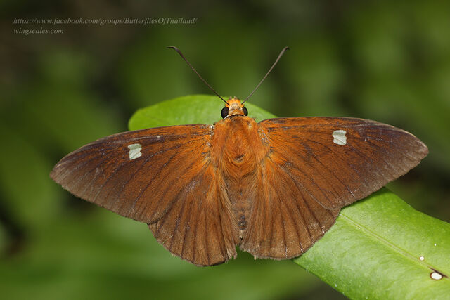 Capila hainana hainana