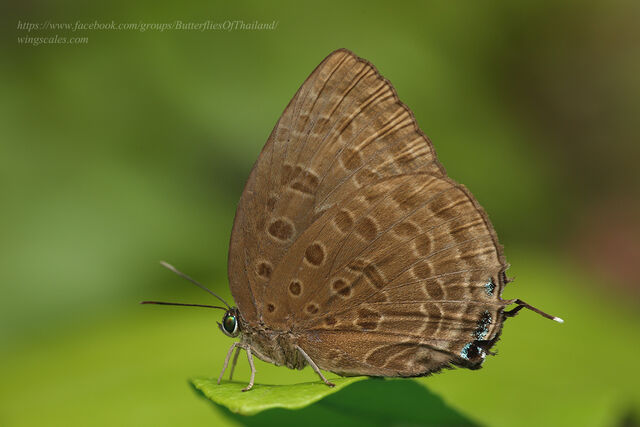Arhopala aedias meritatas