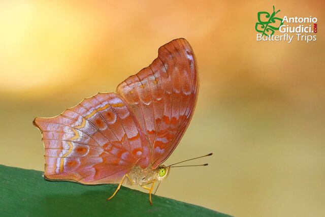 Terinos atlita teuthras