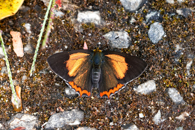 Heliophorus brahma mogoka