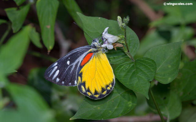 Delias descombesi eranthos