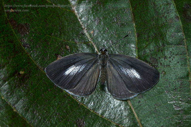 Callenya melaena melaena