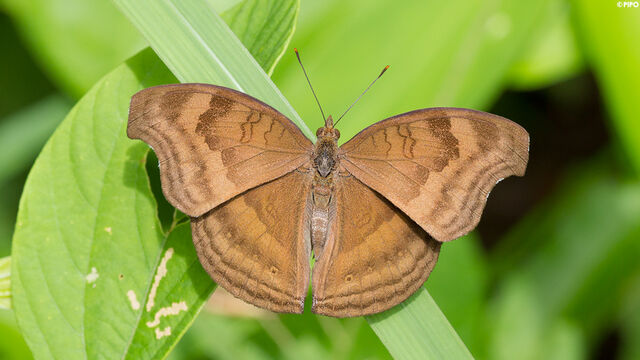 Junonia iphita iphita