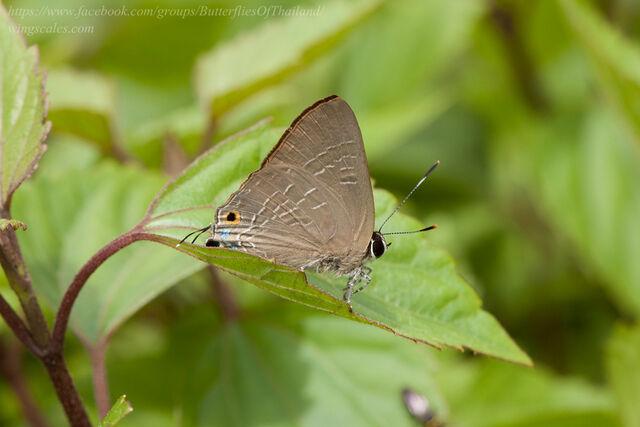 Deudorix staudingeri