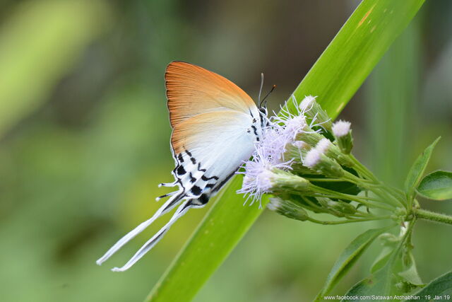Jacoona anasuja anasuja