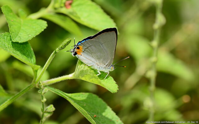 Ancema blanka blanka