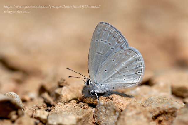 Bothrinia chennellii celastroides
