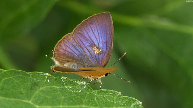 Rapala pheretima petosiris