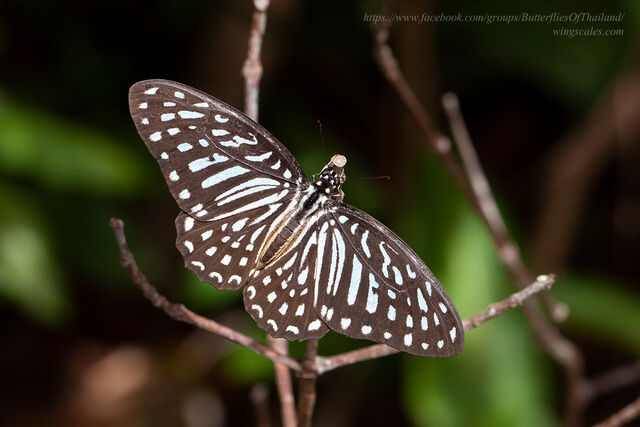 Graphium megarus megapenthes
