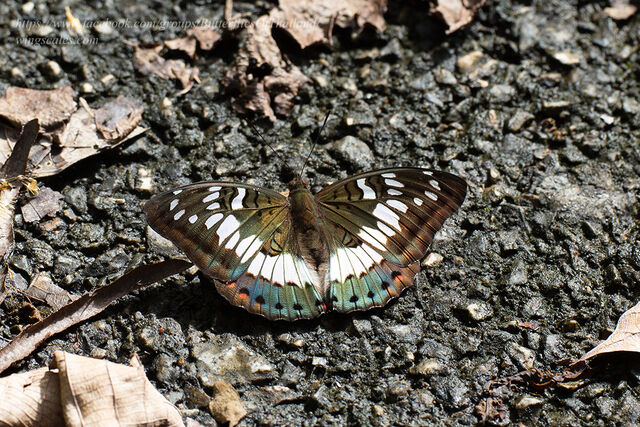 Euthalia adonia beata