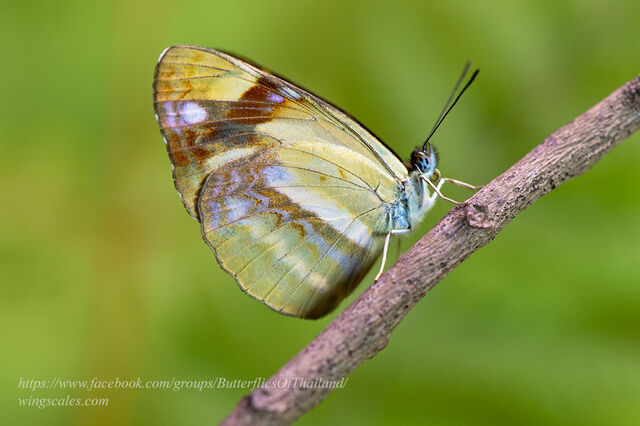 Neptis armandia pila