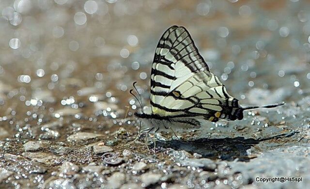 Graphium mandarinus kimurai