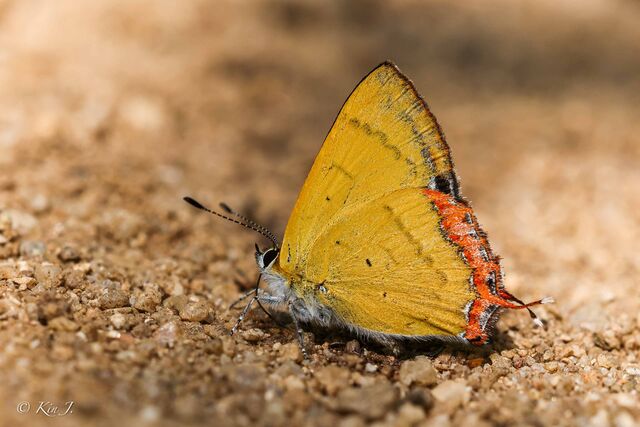 Heliophorus brahma mogoka