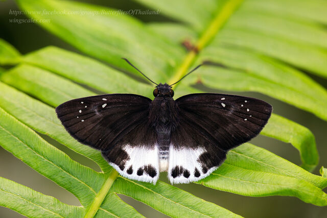 Tagiades waterstradti talanga