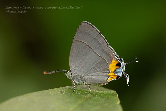 Tajuria dominus dominus