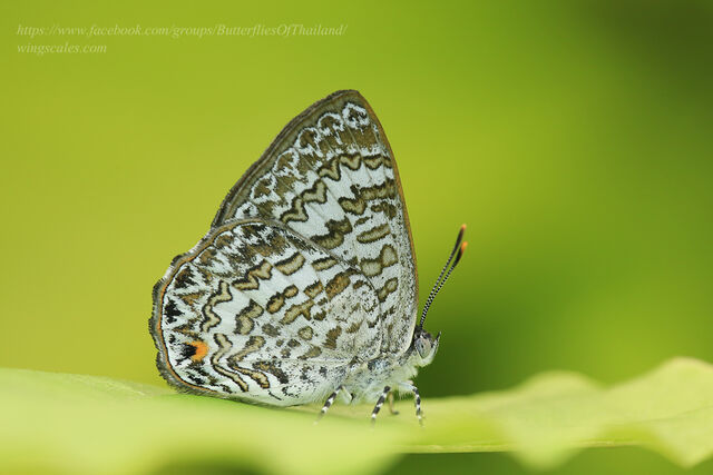 Poritia manilia evansi