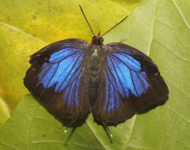 Arhopala hellenore hellenore