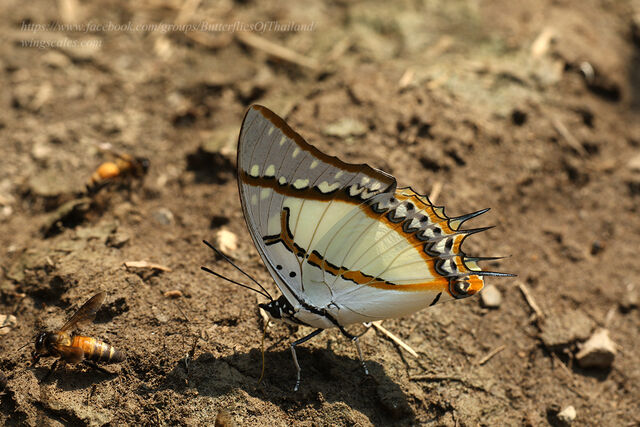 Polyura eudamippus jamblichus
