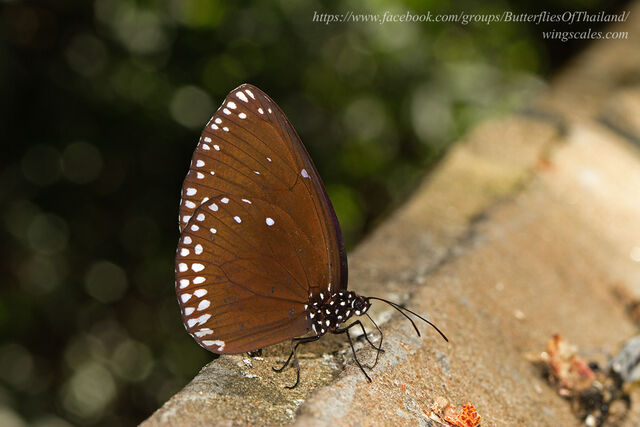 Euploea klugii erichsonii