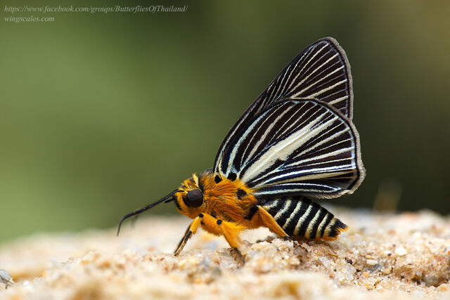 Burara gomata gomata