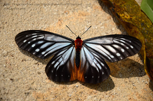 Calinaga brahma sudassana