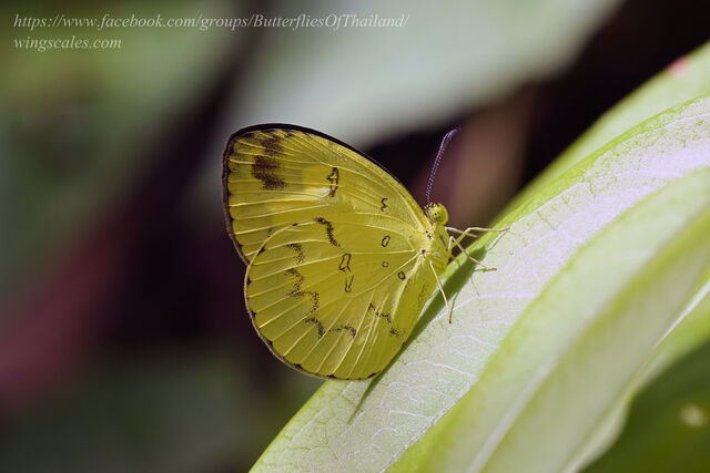 Eurema andersonii sadanobui