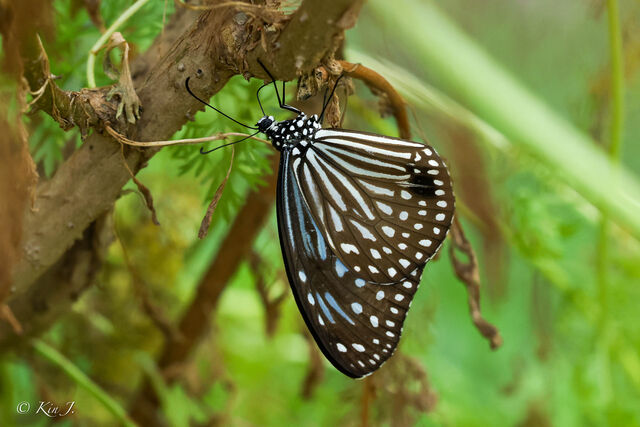 Parantica agleoides agleoides