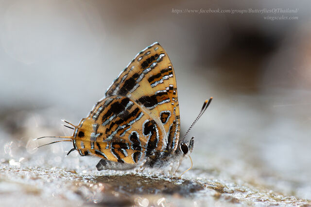 Catapaecilma subochrea