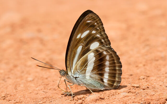 Athyma pravara indosinica