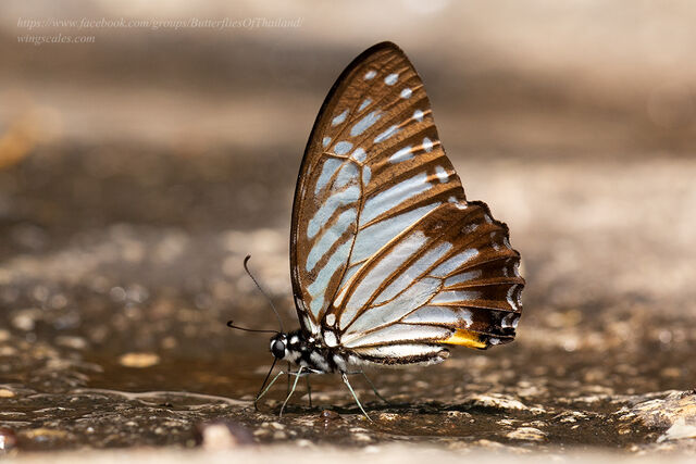 Graphium xenocles kephisos
