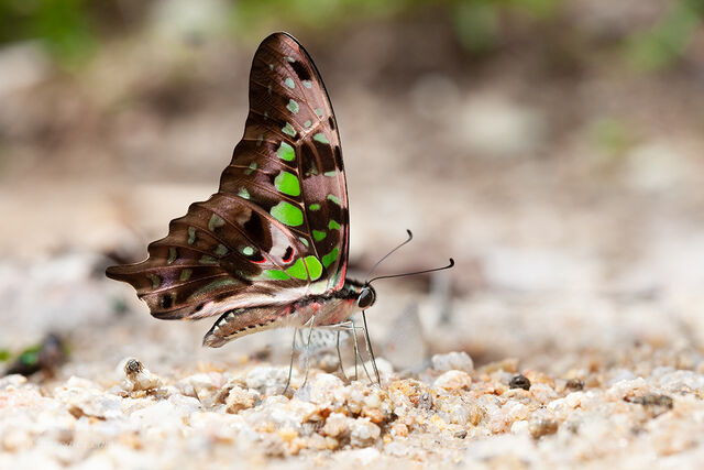 Graphium agamemnon agamemnon